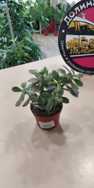 Крассула 26.12.20