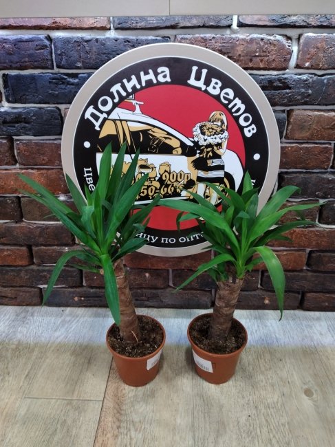 Комнатное растение Юкка, высота 55 см