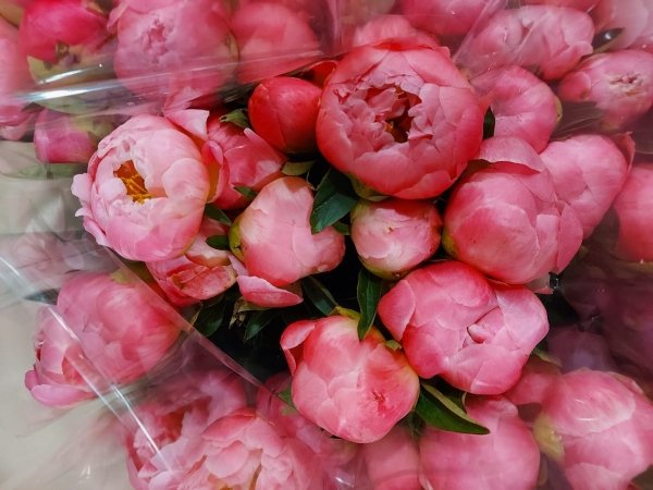 Пион коралловый