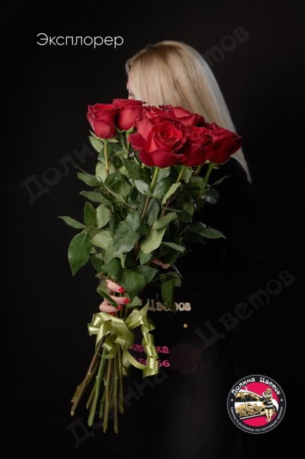 Розы Эксплорер  (высота  70см)