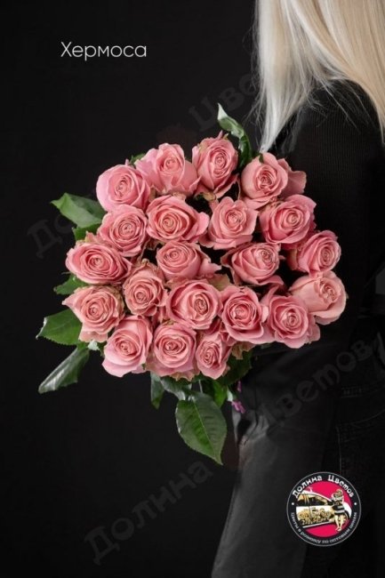 Розы Хермоса  (высота  60см)