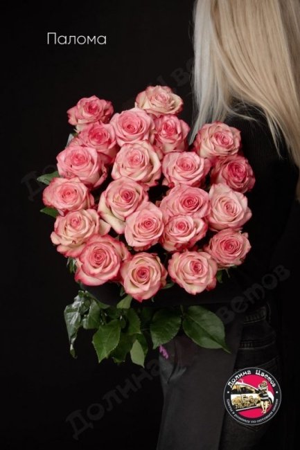 Розы Палома  (высота  60см)