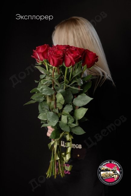 Розы Эксплорер  (высота  60см)