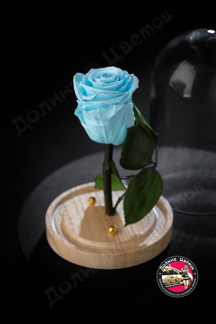 Роза в колбе голубая