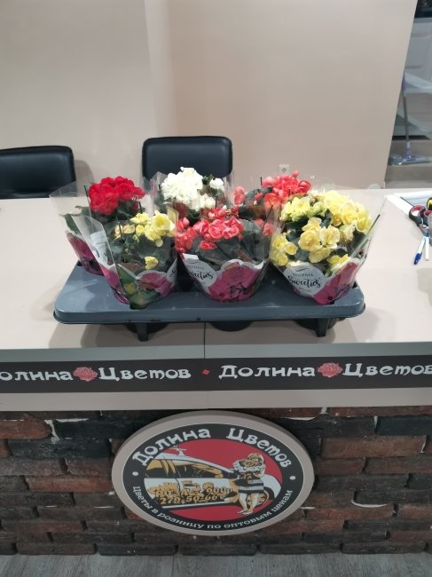 Комнатное растение Бегония Дю Фаленопсис Свити