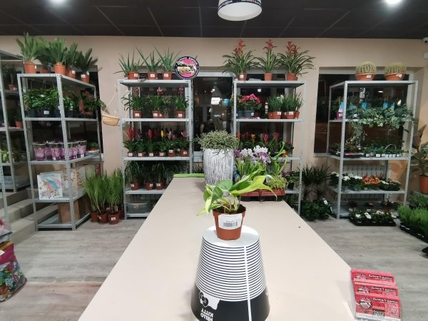 Комнатное растение Филодендрон Шанденс