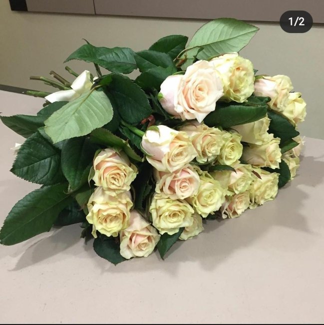 Роза Талея. Букет из 25 роз. Высота 50 см