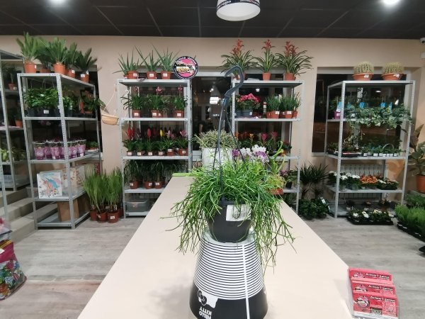 Комнатное растение Рипсалис Оазис