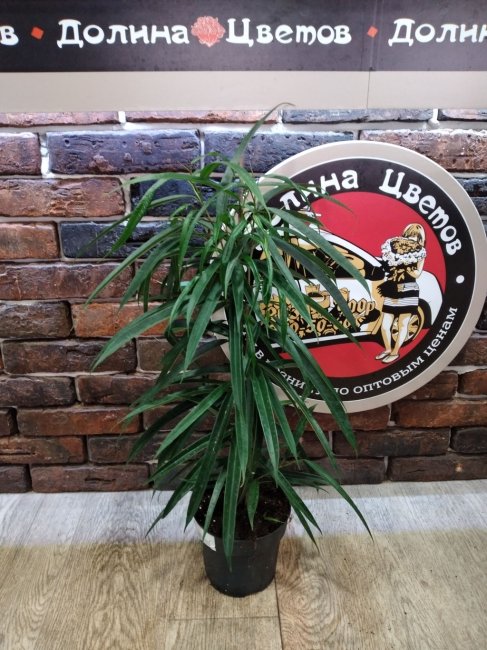 Комнатное растение Фикус Али, высота 70 см