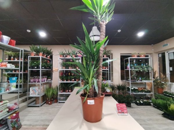Комнатное растение Юкка, высота 90 см