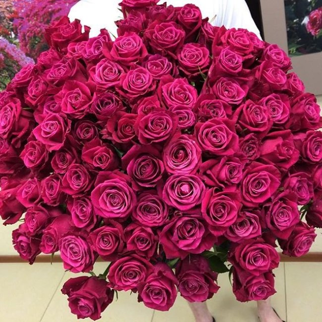 Роза Шангри Ла (розовая). Букет из 101 розы. Высота 60 см