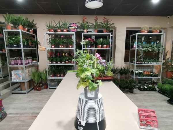 Комнатное растение Пеларгония