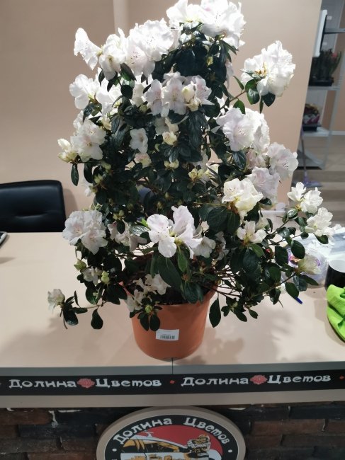 Комнатное растение Рододендрон