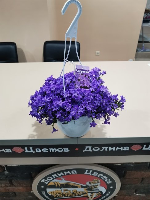 Комнатное растение Кампанула Катарина