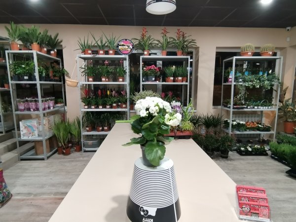 Каланхое белая