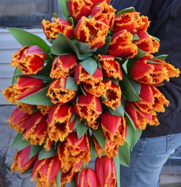 Букет из 51 тюльпана. красный с желтой бахромой