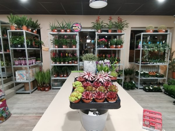 Большой кактус Джеменд