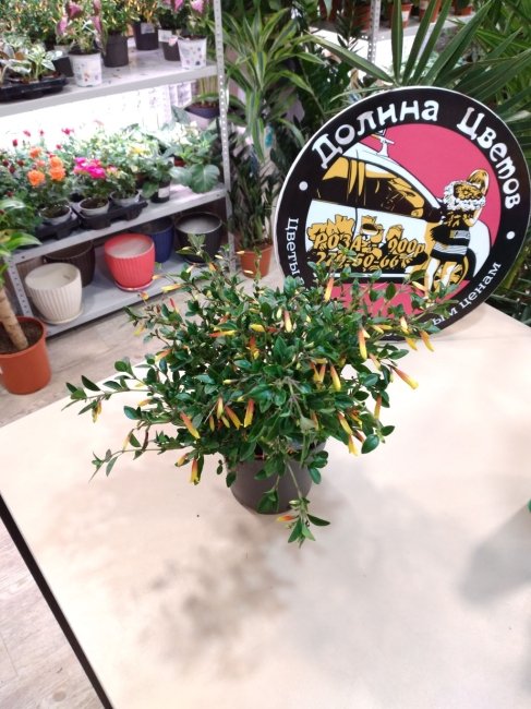 Комнатное растение Якобиния, высота 30 см