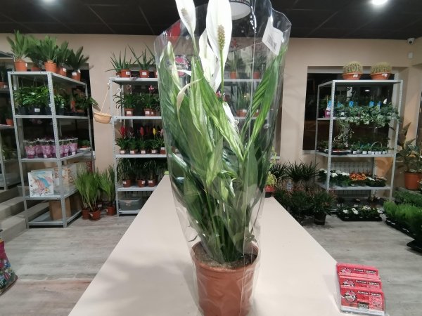 Комнатное растение Спатифиллум свит лоуретта, крупный
