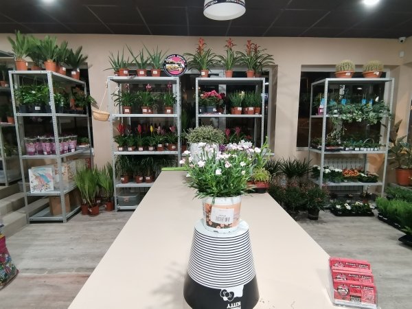 Комнатное растение Диантус Пич