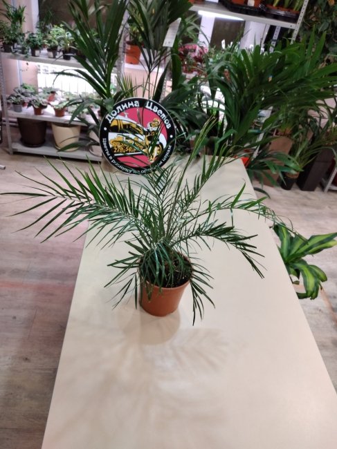 Финик Робилена