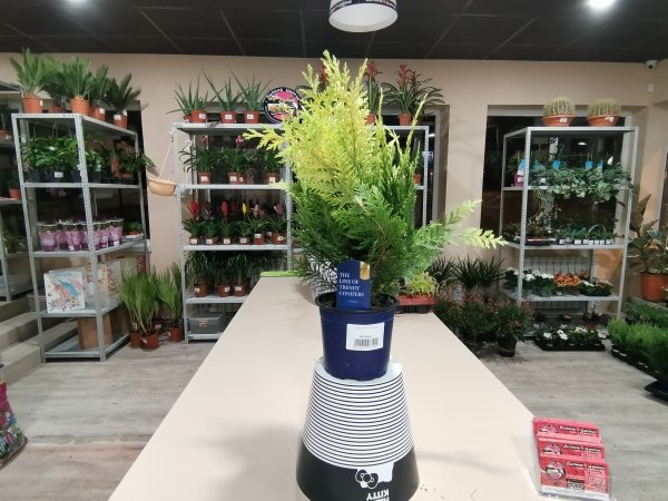Комнатное растение Кипарисовик Джеменд, жёлтая хвоя