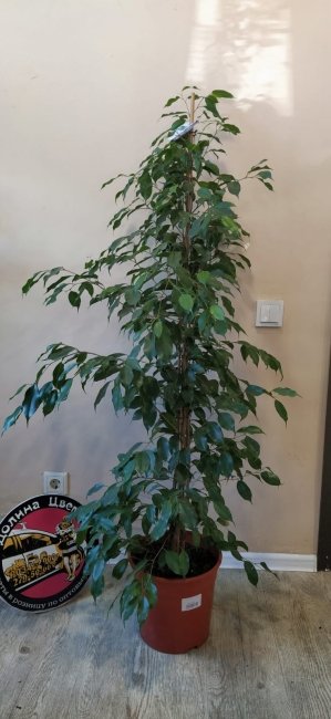 Комнатное растение Фикус Экзотика, высота 160 см