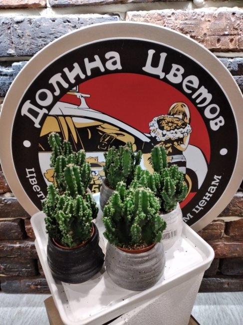 Комнатное растение Цереус Паулна в Ванкувере