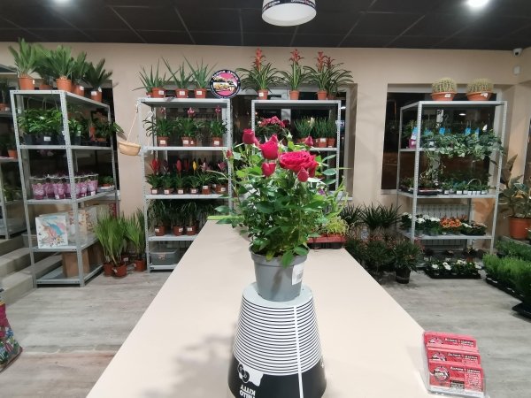 Комнатное растение Роза Лотц с красными цветками