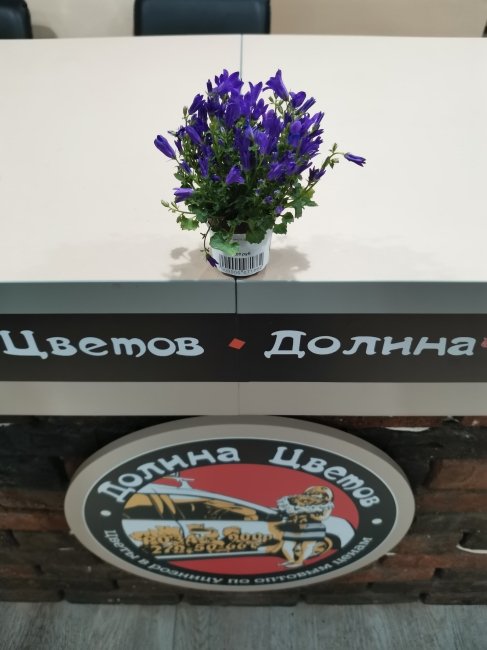 Комнатное растение Кампанула мини