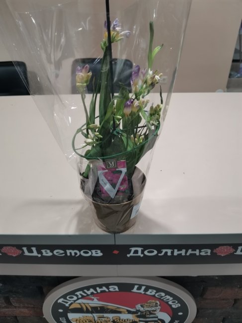 Комнатное растение Фрезия Розовая