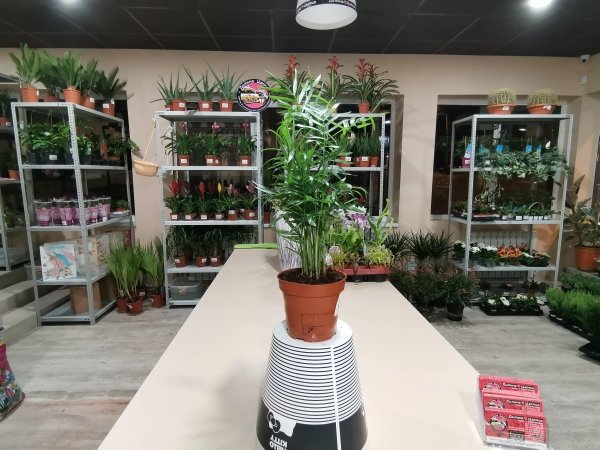 Комнатное растение Хамедорея Элегант
