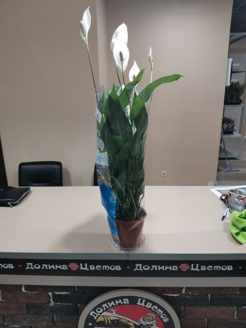 Комнатное растение Спатифиллум купидо