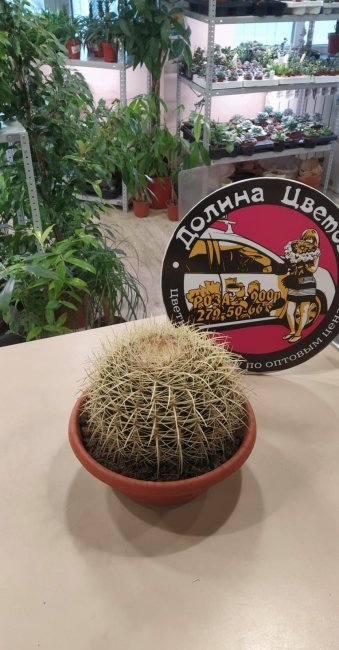 Комнатное растение Эхинокактус Груссона, высота 30 см