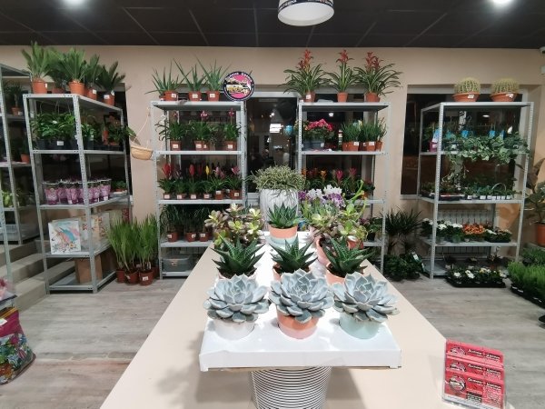 Комнатное растение Суккулент Ин Лита