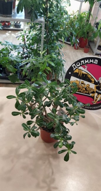 Комнатное растение Адениум, высота 30 см