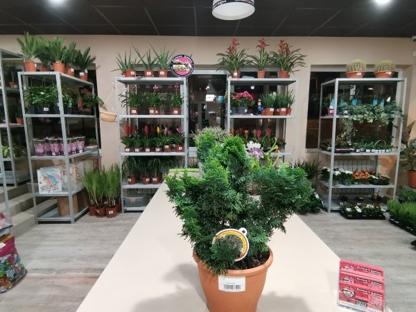 Комнатное растение Кипарисовик Нана Грацилис