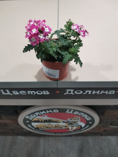 Комнатное растение Вербена лайт