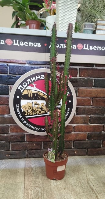 Комнатное растение Эуфорбия Рубра, высота 45 см