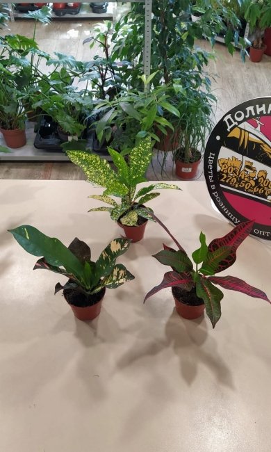 Комнатное растение Кодиеум, высота 20 см