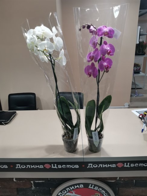 Комнатное растение Орхидея