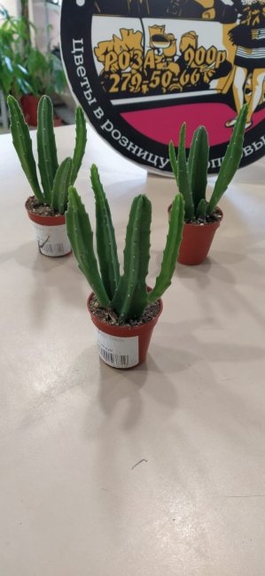 Стапелия микс 23.6.10