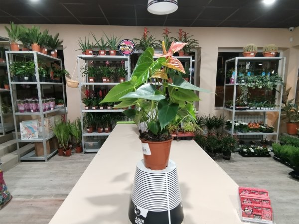 Комнатное растение Антуриум Принц Оранский