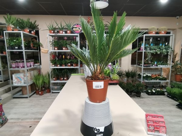 Комнатное растение Цикас Революция, крупный