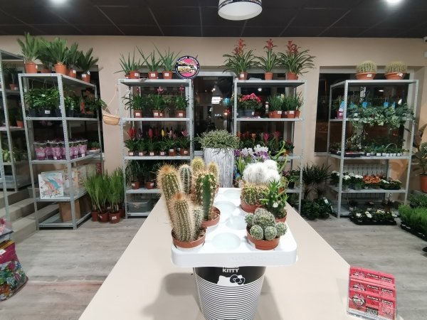 Комнатное растение Кактус микс шоубокс