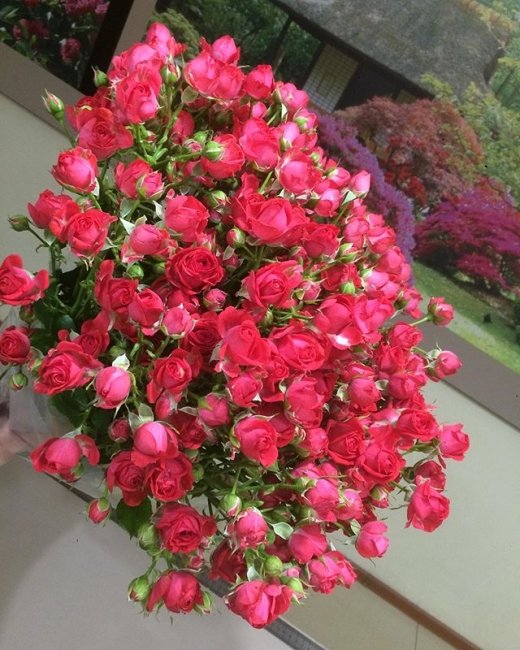 Букет из Розы Спрей Чери Хиопс  (высота  40 см)